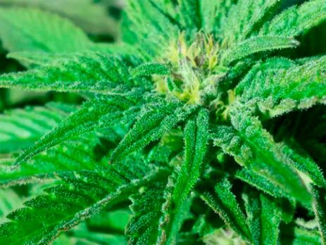 Guía cultivo semillas de marihuana feminizadas (fotodependientes) en exterior