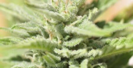 Guía de cultivo para marihuana autofloreciente