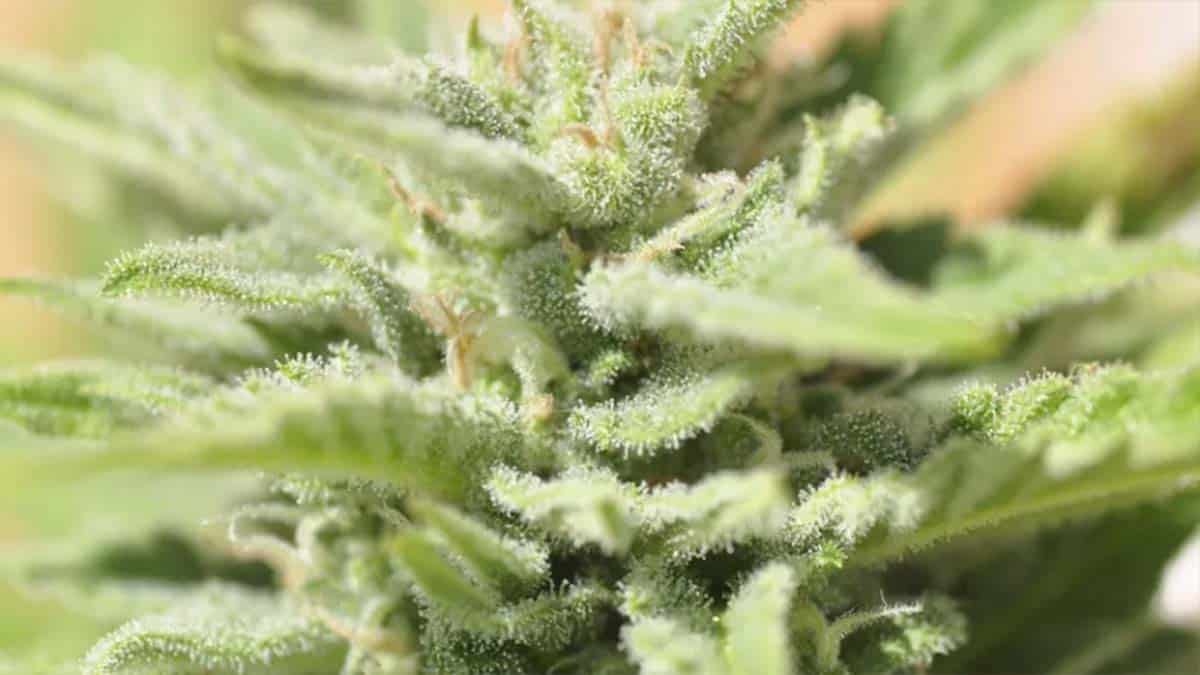 Guía de cultivo para marihuana autofloreciente