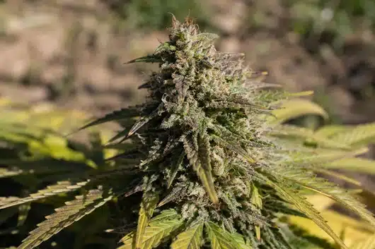 Semillas Autoflorecientes CBD: guía de cultivo y cosecha 25 cogollos planta autofloreciente cosecha