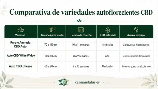 Semillas Autoflorecientes CBD: guía de cultivo y cosecha 22 Tabla comparativa de tamaño, tiempo de cosecha y aroma para las variedades de purple amnesia cbd auto, auto cbd white widow y auto cbd cheese