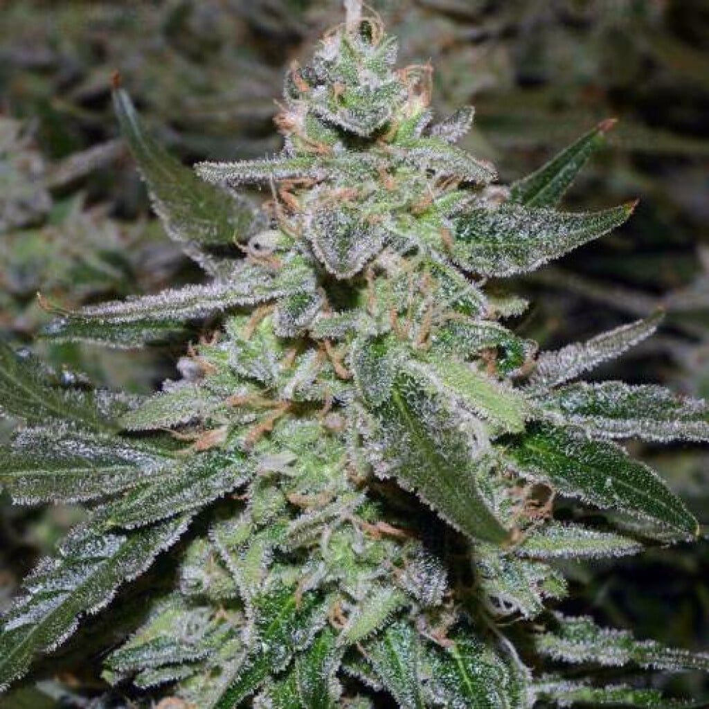 Semilla Og Kush Cbd