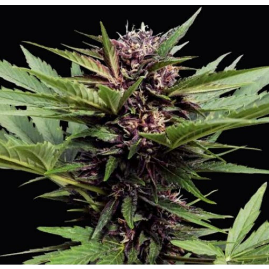 Semilla Purple Cbd Auto