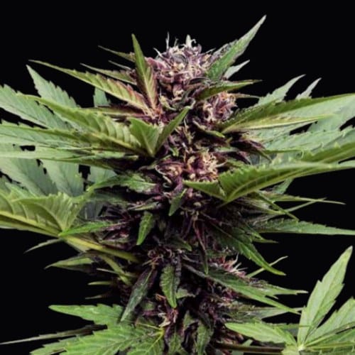 Semilla Purple CBD Auto