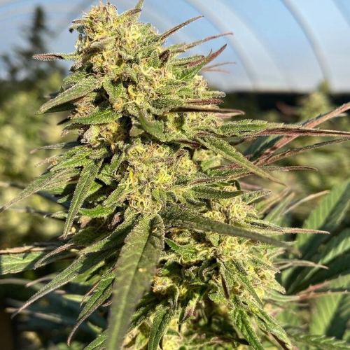 Semilla Strawberry CBD