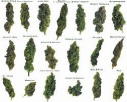 Top 5 Variedades De Marihuana Que Son Extremadamente Fáciles De C