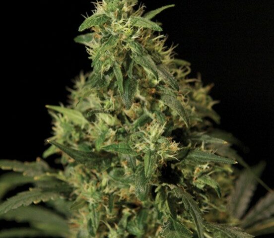Northern Light es híbrido de Indica y Afghani