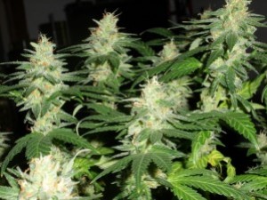 Ventajas de las semillas de cannabis y Kush