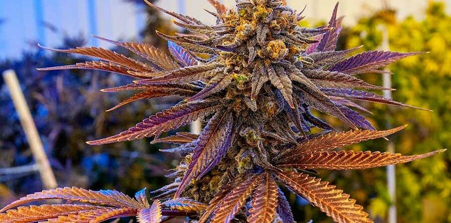 Blog – Eleven Roses, opiniones de la variedad de Delicious Seeds