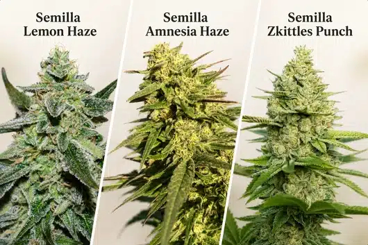 Semillas CBD: cómo elegir la variedad adecuada para ti - Guía 25 Plantas de CBD maduradas con flores, a partir de semillas lemon haze, amnesia haze y zkittles punch