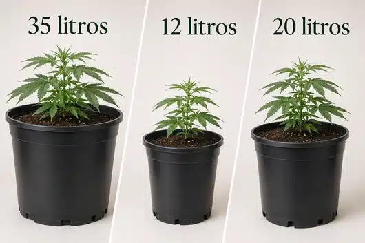 Semillas CBD: cómo elegir la variedad adecuada para ti - Guía 26 Tres macetas de 35, 12 y 20 litros, para según qué tipo de semilla de cbd se plante