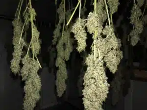 Cogollos de CBD colgados desde el techo
