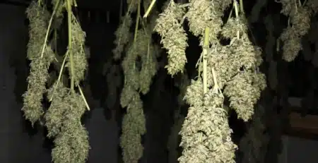 Cogollos de CBD colgados desde el techo