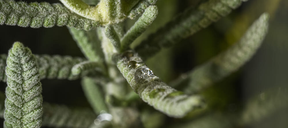 Qué son los terpenos