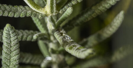 Qué son los terpenos