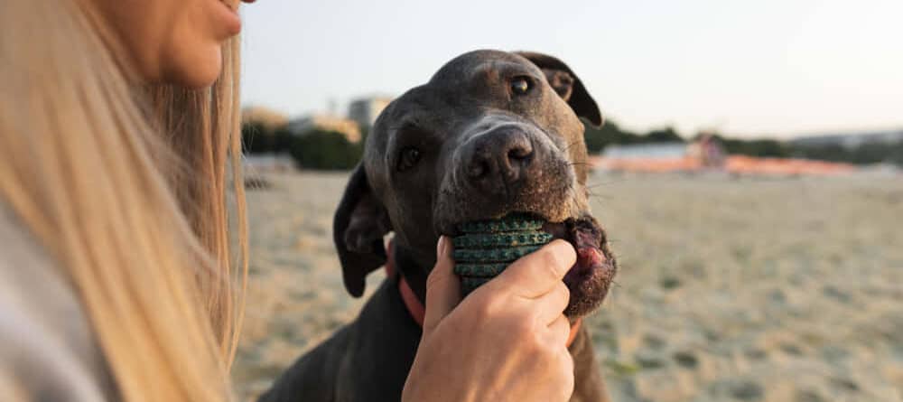 Mujer con su perro en la playa. CBD para mascotas