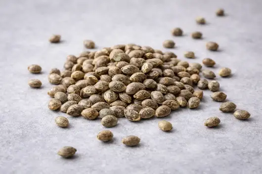 Qué son las Semillas Autoflorecientes de CBD 18 Semillas de CBD automáticas encima de una mesa