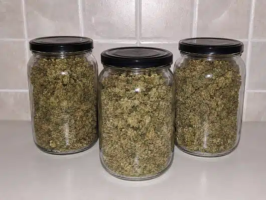 Cómo secar flores de CBD y conservarlas correctamente | Guía 36 Tarros de cristal llenos de CBD como almacenamiento
