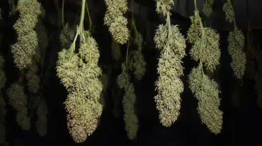 Cómo secar flores de CBD y conservarlas correctamente | Guía 34 Cogollos colgados boca abajo en proceso de secado