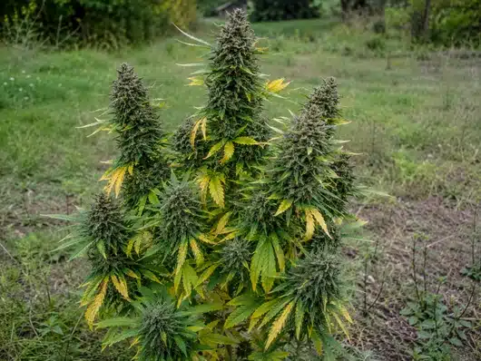 Cómo secar flores de CBD y conservarlas correctamente | Guía 33 Planta de CBD llena de cogollos antes de ser cortada