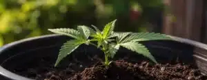 Inicio 66 Planta CBD hembra floreciendo