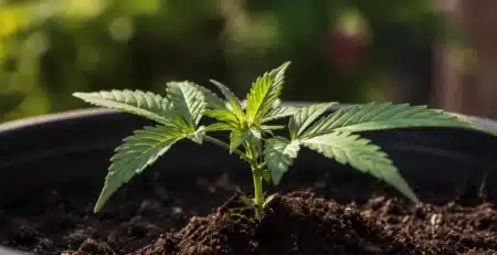 Planta CBD hembra floreciendo