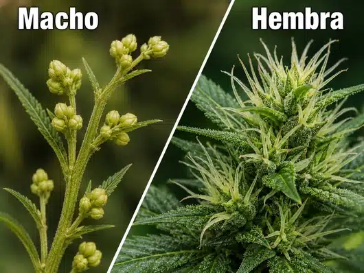 Semillas Feminizadas De Cbd: Guía De Cultivo 29 Diferencias Entre Plantas De Cbd Macho Vs Hembra