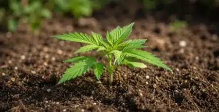 Planta de CBD en sus primeros días de vida plantada en suelo