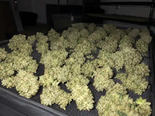 Cómo secar flores de CBD y conservarlas correctamente | Guía 35 Secado de cogollos en bandeja
