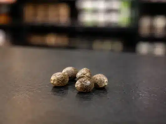 Cómo plantar CBD: pasos y marco legal 41 Semillas de CBD en el mostrador de Cannandalus