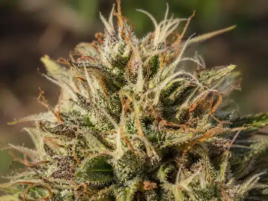 Cómo plantar CBD: pasos y marco legal 50 Tricomas (pelitos) de las fores de CBD vistos desde cerca.