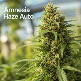 Amnesia Haze Auto