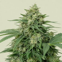 Critical Auto