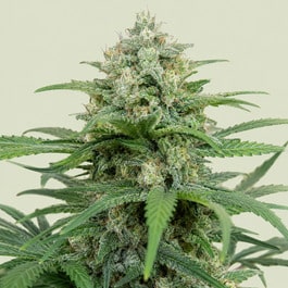 Gorilla Glue Auto