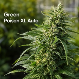 Green Poison Xl Auto