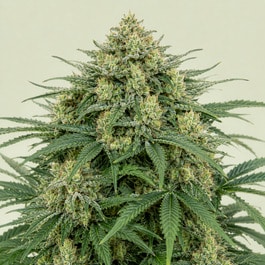 Magnum Auto