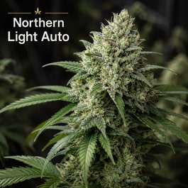 Northern Light Auto